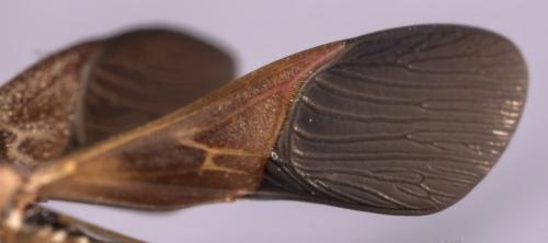 Leptoglossus occidentalis